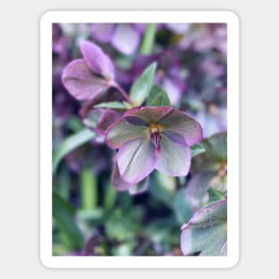 Hellebores in Spring Sticker